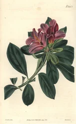 インドツツジの紫色の花の房。イラスト：C.カーティス、エングレーヴィング：ウェッデル。サミュエル・カーティス著『カーティス・ボタニカル・マガジン』のオー・フォルテ。