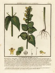 コックの櫛、Rhinanthus crista-galli。