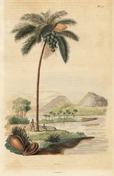 ココナッツツリー、Cocos nucifera
