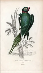 コザクラインコ、Psittacula krameri。Psittacus torquatus。ジョン・オーデュボンのデッサンに基づくジョセフ・キッドのリトグラフ：1833年にスコットランドのエディンバラで出版された『Miscellany of Natural History: Parrots, Sir Thomas DiK Lauder and Captain Thomas Brown』に掲載されたジョン・オーデュボンの図面をもとにしたジョセフ・キッドのリトグラフ。