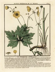 一般的なキンポウゲ、Rananculus acris。