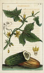 一般的なキュウリ、Cucumis sativus