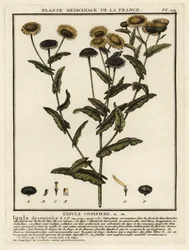 一般的なノミ、Pulicaria dysenterica。