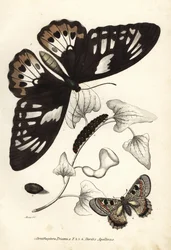 ミドリシジミ（Ornithoptera priamus）、チョウ、イモムシ、サナギ、ニセアカタテハ（Doritis apollinus）。ゲオルク・フリードリヒ・トライチケの自然史ギャラリー、Naturhistorischer Bildersaal des Thi所蔵の手彩色リトグラフ。