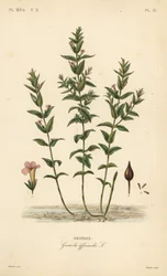 一般的なヘッジヒソップや恵みのハーブ、Gratiola officinalis、Gratiole。