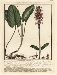 一般的な生け垣、Stachys officinalis。