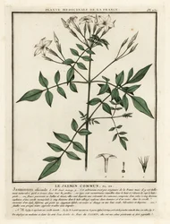一般的なジャスミン、Jasminum officinale。