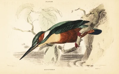 カワセミ、カワセミ。 1889年（彫刻）