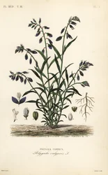 ヒヨドリバナ（Polygala vulgaris）、ヒヨドリバナ（Polygala commun）。
