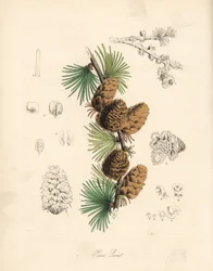 Common or European meleze - 白カラマツの木、Larix decidua (Larix europaea)の葉、枝、松かさ。C. シャボによる手彩色のジンコグラフ。M. A. バーネット嬢の "Plantae Utiliores: or Illustrations of Useful Plants", Whittaker, Londonより抜粋。