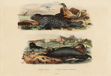 アザラシ(Phoca vitulina) 1、キタゾウアザラシ(Mirounga angustirostris) 2