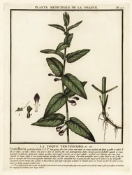 一般的なスカルキャップ、Scutellaria galericulata。