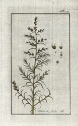 コモンソーダ（Salsola soda）。ヨハネス・ゾーン（1739-1799）作 "Afbeelding der Artseny-Gewassen "のリトグラフ（オランダ）。