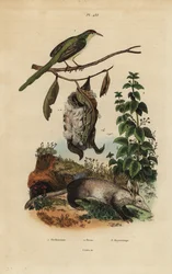 巣、イラクサ、ツチブタ、Orycteropus aferと一緒にいる尾長鳥（Orthotomus sutorius