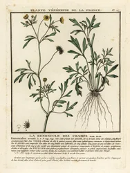 トウモロコシのキンポウゲ、Rananculus arvensis。