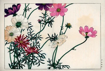 白からピンクまで、さまざまな色のコスモス。コスモス。谷上湖南「西洋草花図譜 秋冬」（雲松堂、京都）より。