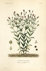 Cowherb, Vaccaria hispanica, Vaccaria sessilifolia, Saponaire des Vaches