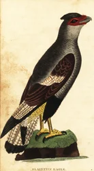 カンムリカラカラ、カラカラプランカス。 ,1800年（刻印）