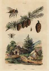 カッコウバチ（Melecta albifrons）1、ヨーロッパカラマツ（Larix decidua）2、オナガドリミツバチ（Melipona favosa）3