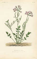 カッコウソウ、Cardamine pratensis、Cardamine des pres