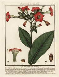 栽培タバコ、Nicotiana tabacum。