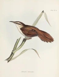 カーブ請求リードハウター、アルゼンチン、c 1832-1836