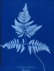 Polypodium calcareumのサイアノタイプ