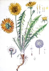 ダンデライオン