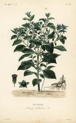 デッドリーナイトシェード、Atropa belladonna、Belladone