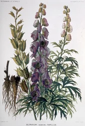 デルフィニウム・ナペルス 1850-1900年頃（リトグラフ）
