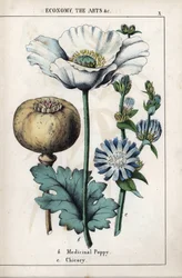 白い花と青いシコリの花を持つ薬用ケシの描写。Charlotte Mary Yonge (1823-1901)が1858年にエディンバラ（スコットランド）で出版した "Recueil d