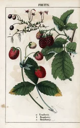 クランベリー、ラズベリー、ストロベリーの果実。1858年にエディンバラ（スコットランド）で出版されたシャーロット・メアリー・ヨンジ（1823-1901）作 "Recueil d