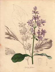 中央および東ヨーロッパ原産のハンガリーライラック（Syringa josikaea）の説明。1836年から1842年にかけて出版されたベンジャミン・モーンドの『The Botanist』シリーズ全5巻に掲載された、R.ミルズ嬢（1836～1842年活躍）による挿絵。この作品は有名である。