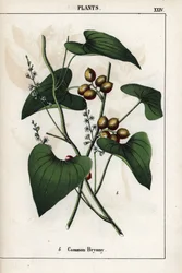 金色の実をつけるブリオネ（Bryonia alba）の説明。1858年にエディンバラ（スコットランド）で出版されたシャーロット・メアリー・ヨンジ（1823-1901）著 "Recueil d