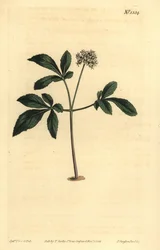 ドワーフジンセン、Panax trifolius