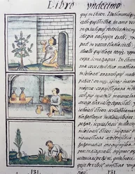 食用植物、スペイン人宣教師Fray Bernardino de Sahagun（1499-1590）が作成したスペイン語とナワトル語のバイリンガル版「General History of the Things of New Spain」（フィレンツェ写本）の第11巻のページ。アステカ文明