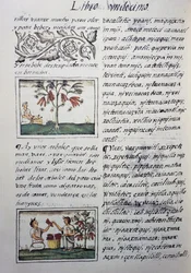 食用植物、小豆、スペイン人宣教師Fray Bernardino de Sahagun（1499-1590）が書いたスペイン語とナワトル語のバイリンガル版「General History of Things of New Spain」であるフィレンツェ写本の第11巻のページ。アステカ文明