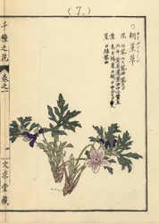 叡山菫（えいざんすみれ）。河野梅嶺筆彩色木版画「千種の花」（京都・文久堂蔵）。