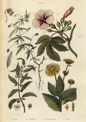 エレカンペイン（Inula helenium）1～3、グリーンバイオレット（Hybanthus species Ionidium polygalifolium）4～6、イペカクアナ（Carapichea ipecacuanha）7～9、アサガオ（Ipomoea insignis）10。