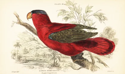 絶滅危惧種のうなじローリー、Lorius domicella。 1889年（彫刻）