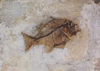 イタリア、ヴェローナ近郊のモンテ・ボルカで発見されたEphippus oblongus（魚の化石）始新世