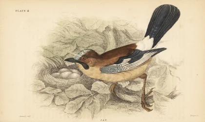 ユーラシアのカケス、ガルルス・グランダリウス、巣と卵。 1889年（彫刻）