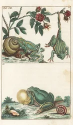 ヨーロッパとイタリアのカエル-強い水」ゴットリープ・トビアス・ウィルヘルム（1758-1811）著、『自然史百科事典』より：両生類