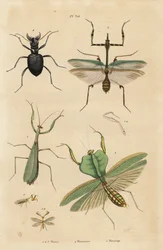 ヨーロッパカマキリ（Mantis religiosa）1、葉カマキリ（Choeradodis rhomboidea）2、トラカミキリ（Manticora latipennis）3、カマキリチョウ（Mantispa styriaca）4