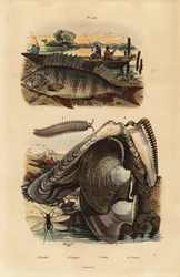 ヨーロピアンパーチ（Perca fluviatilis）1、ベルベットワーム（Peripatus iuliformis）2、レイスウィング（Perla marginata）3、アコヤガイ（Isognomon isognomum）4。Perche, Peripate, Perle, Perne
