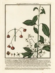 ヨーロッパのスピンドル、Euonymus europaeus。
