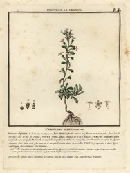 妖精ジギタリス、Erinus alpinus。