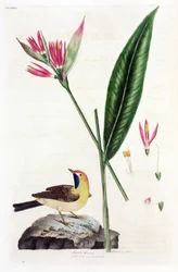 ニセ極楽鳥花とワカサギ（ワカサギまたはMotacilla thoracica、Heliconia marantifoliaまたはHeliconia hirsuta