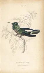 祝祭のコケット、Lophornis chalybeus（オーデネットハチドリ、Trochilus audenetii）。Sir William Jardine
