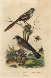 Fieldfare, Turdus pilaris, and bearded reedling, Panurus biarmicus Le merle grive litorne, merodon et mesange a moustaches